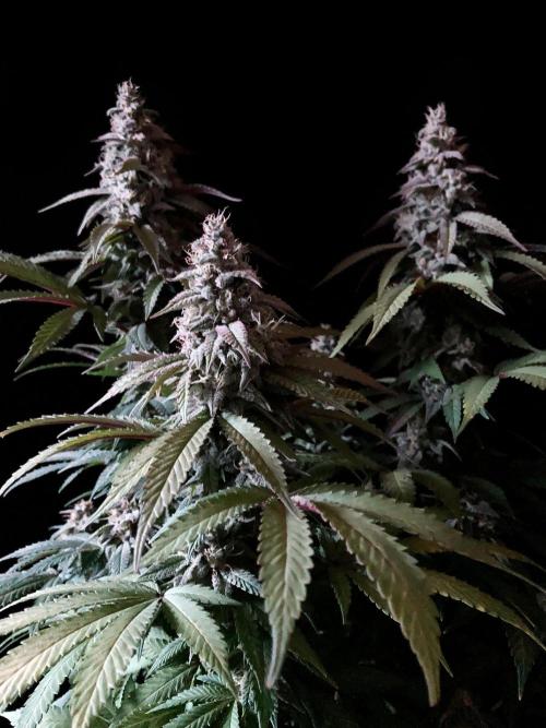 3M ⭕ Panama Red II. Week 14