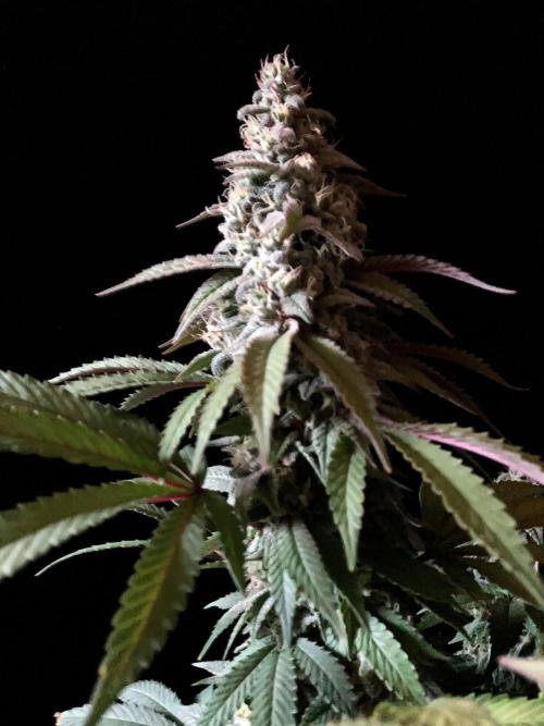 3M ⭕ Panama Red II. Week 14