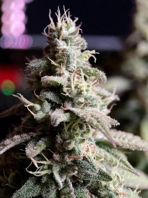 3M ⭕ Panama Red II. Week 14