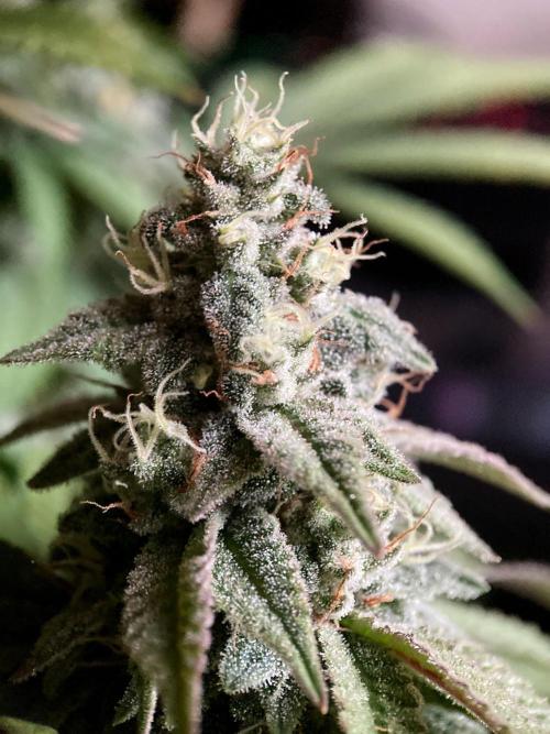 3M ⭕ Panama Red II. Week 14