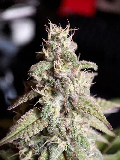 3M ⭕ Panama Red II. Week 14