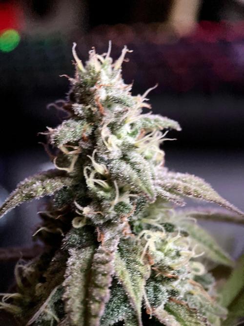 3M ⭕ Panama Red II. Week 14