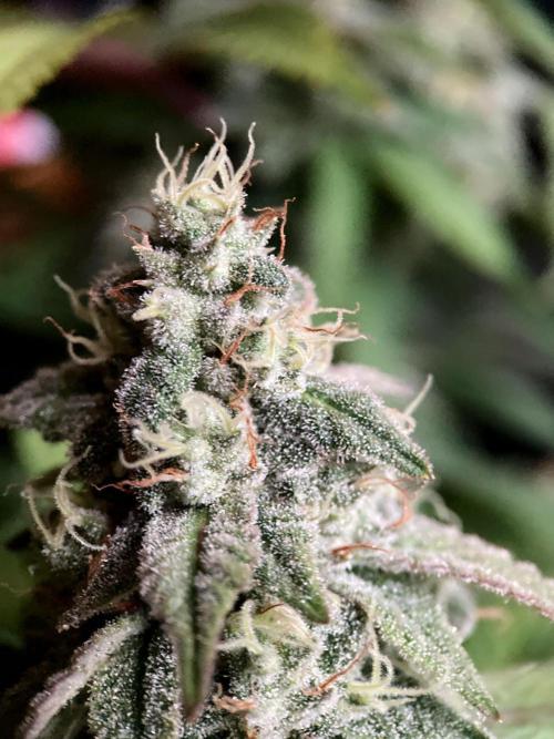 3M ⭕ Panama Red II. Week 14