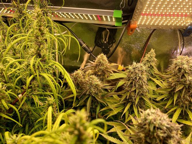 3M ⭕ Panama Red II. Week 14