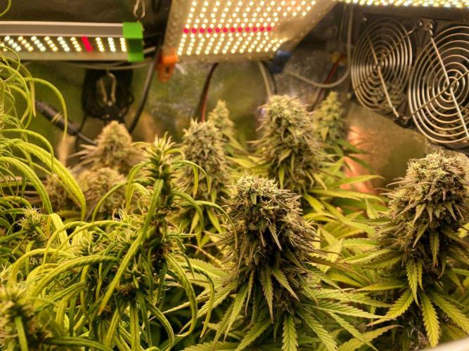 3M ⭕ Panama Red II. Week 14