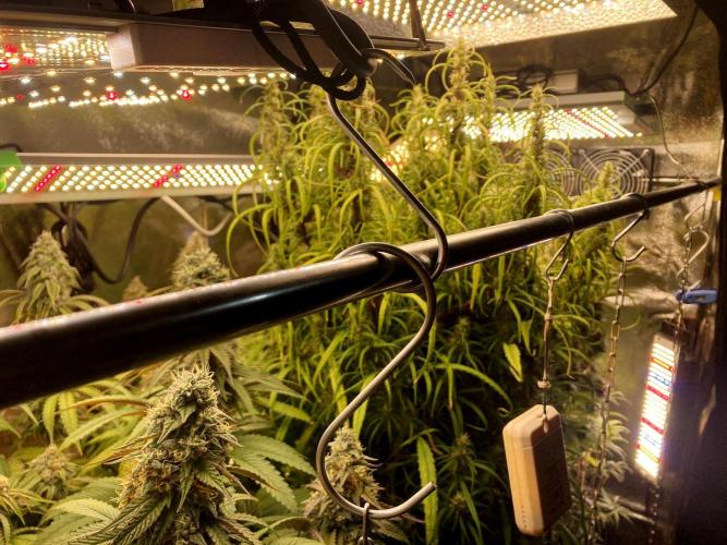 3M ⭕ Panama Red II. Week 14