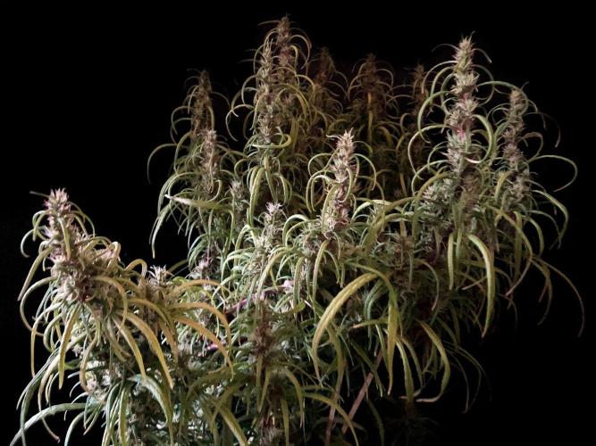 3M 🐵 Congo & x. Week 14