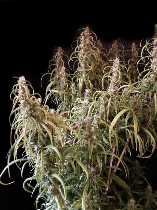 3M 🐵 Congo & x. Week 14