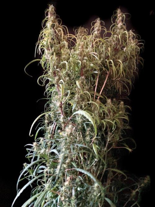 3M 🐵 Congo & x. Week 14