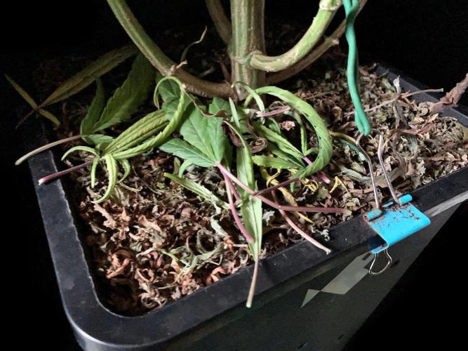 3M 🐵 Congo & x. Week 14