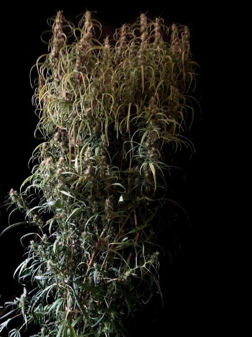 3M 🐵 Congo & x. Week 14