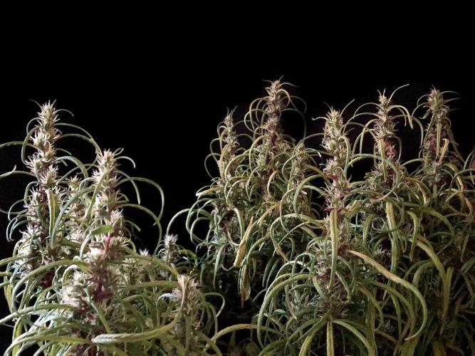 3M 🐵 Congo & x. Week 14