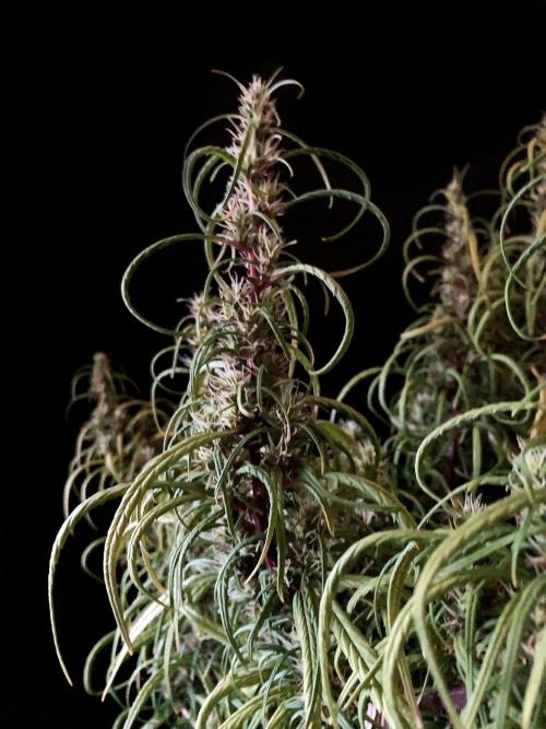 3M 🐵 Congo & x. Week 14