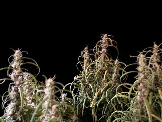 3M 🐵 Congo & x. Week 14