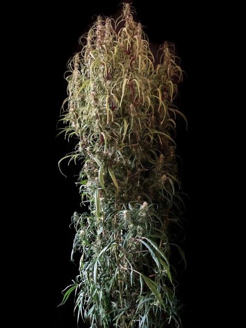 3M 🐵 Congo & x. Week 14