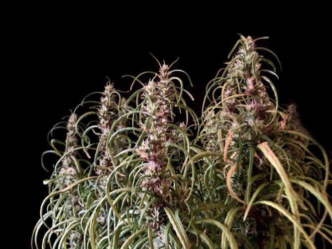 3M 🐵 Congo & x. Week 14