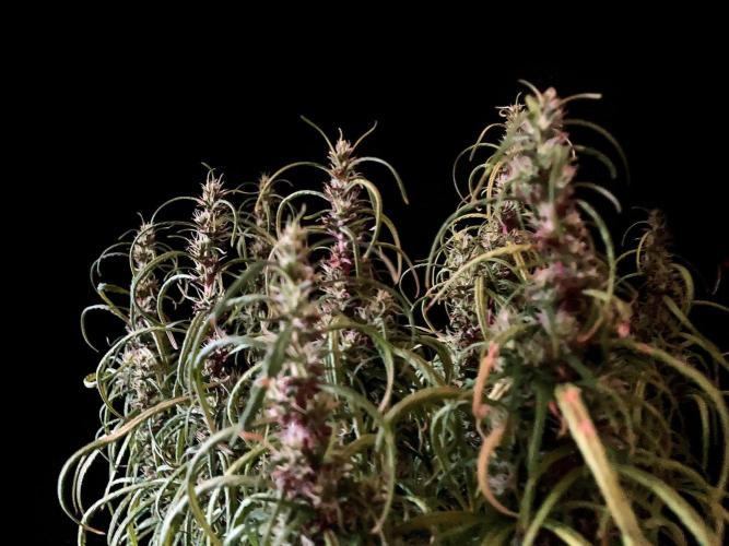 3M 🐵 Congo & x. Week 14