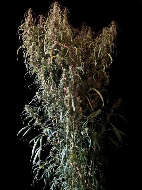 3M 🐵 Congo & x. Week 14