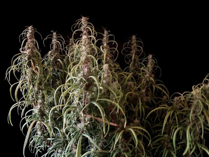 3M 🐵 Congo & x. Week 14