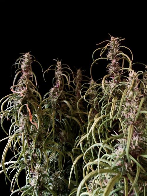 3M 🐵 Congo & x. Week 14