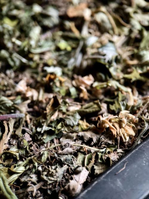 3M 🐵 Congo & x. Week 14