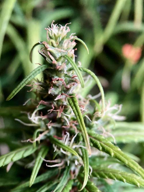 3M 🐵 Congo & x. Week 14