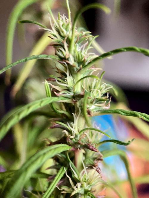 3M 🐵 Congo & x. Week 14