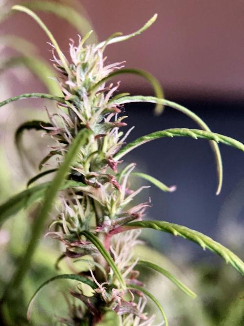 3M 🐵 Congo & x. Week 14