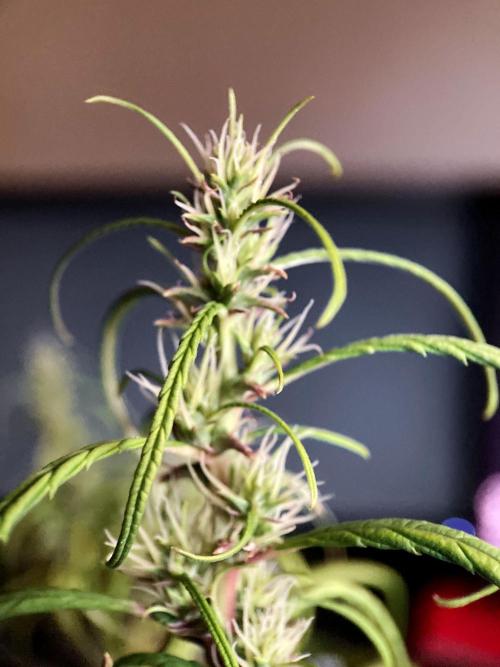 3M 🐵 Congo & x. Week 14