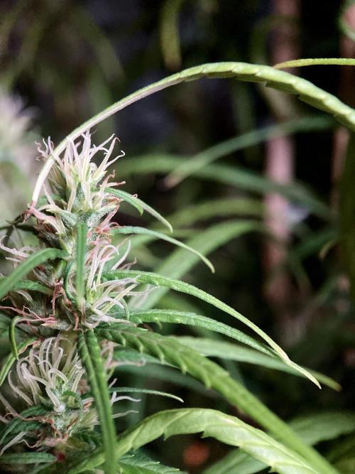 3M 🐵 Congo & x. Week 14