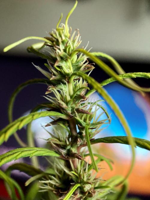 3M 🐵 Congo & x. Week 14