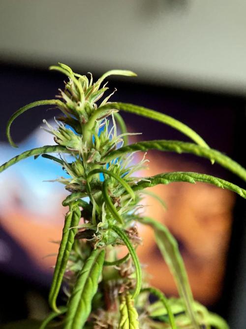 3M 🐵 Congo & x. Week 14