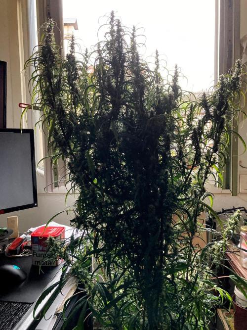 3M 🐵 Congo & x. Week 14