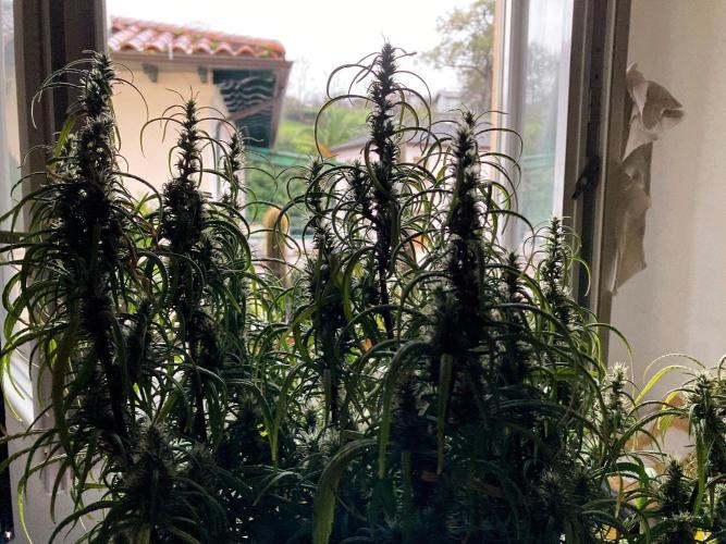 3M 🐵 Congo & x. Week 14