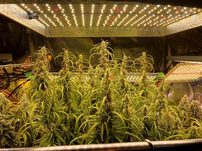 3M 🐵 Congo & x. Week 14 - The sky