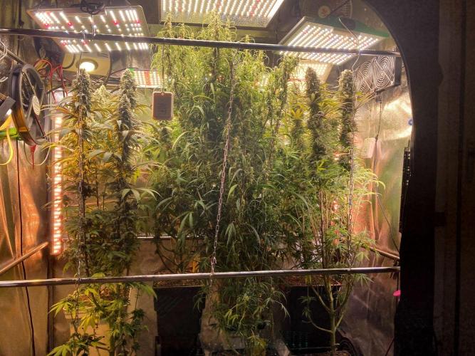 3M 🐵 Congo & x. Week 14 - The home