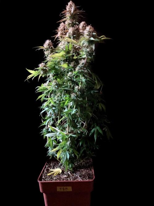 3M 🔥 Txerri Bilbo Haze. Week 14