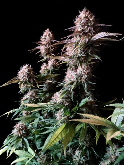 3M 🔥 Txerri Bilbo Haze. Week 14