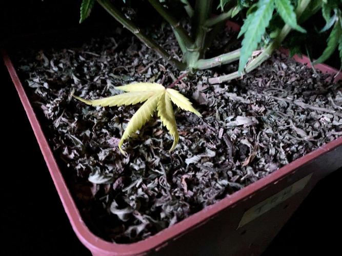 3M 🔥 Txerri Bilbo Haze. Week 14