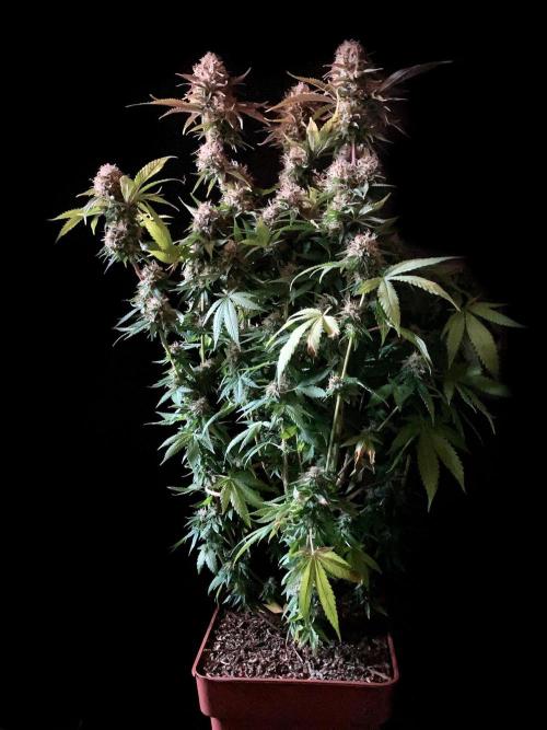 3M 🔥 Txerri Bilbo Haze. Week 14