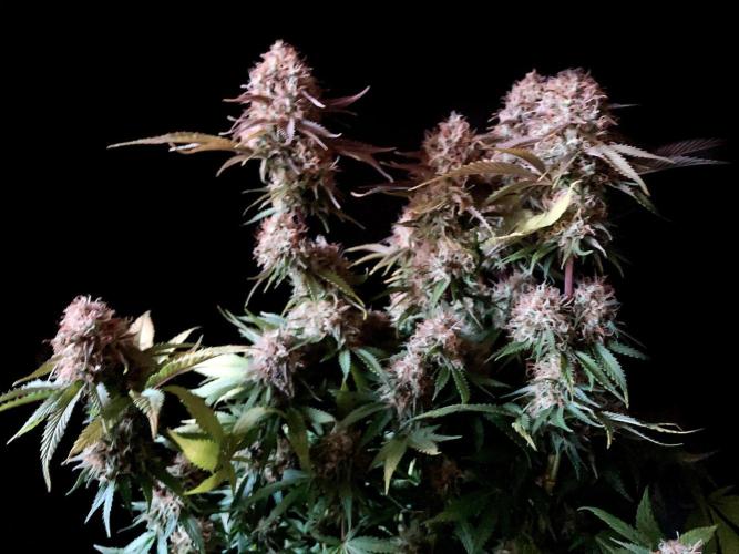 3M 🔥 Txerri Bilbo Haze. Week 14