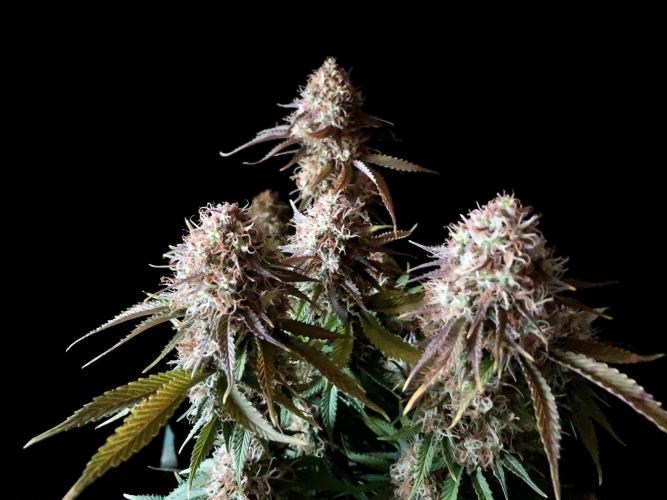 3M 🔥 Txerri Bilbo Haze. Week 14