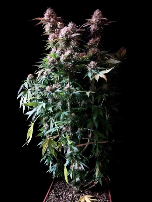 3M 🔥 Txerri Bilbo Haze. Week 14