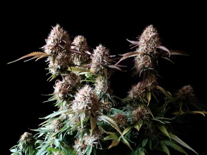 3M 🔥 Txerri Bilbo Haze. Week 14