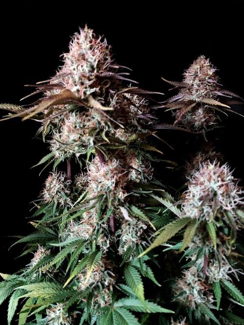 3M 🔥 Txerri Bilbo Haze. Week 14