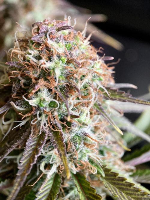 3M 🔥 Txerri Bilbo Haze. Week 14