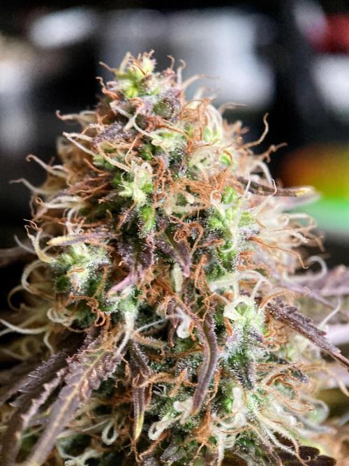 3M 🔥 Txerri Bilbo Haze. Week 14