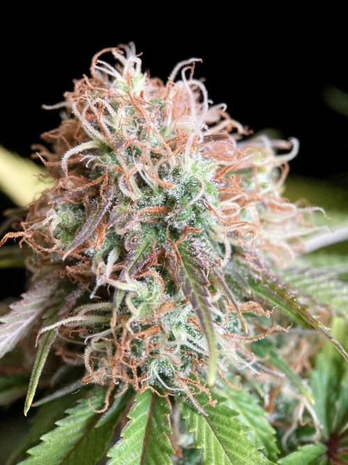 3M 🔥 Txerri Bilbo Haze. Week 14