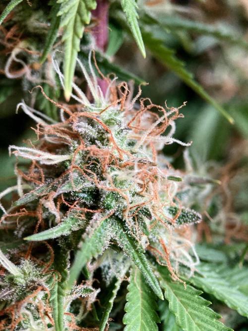 3M 🔥 Txerri Bilbo Haze. Week 14