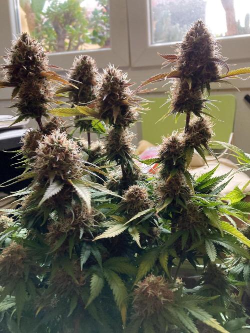 3M 🔥 Txerri Bilbo Haze. Week 14